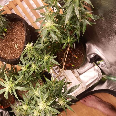 Preta Kush growlog timeline photo