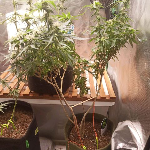 Preta Kush growlog timeline photo