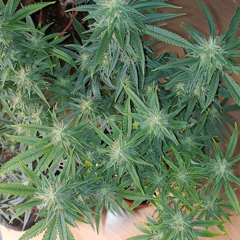 Black Pink Orange growlog timeline photo