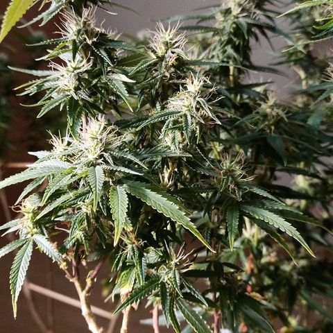 Black Pink Orange growlog timeline photo