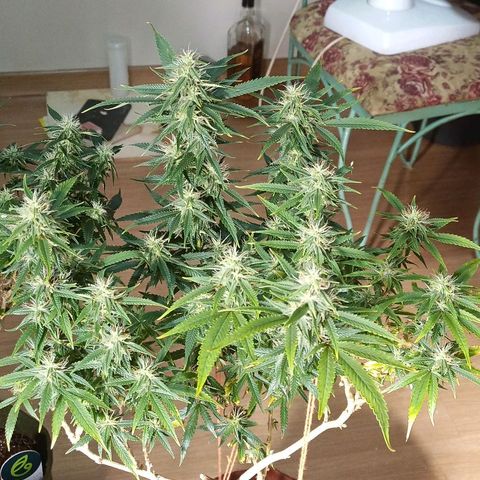 Black Pink Orange growlog timeline photo