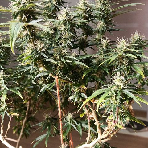 Black Pink Orange growlog timeline photo