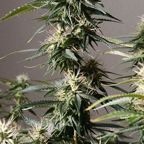 Black Pink Orange growlog timeline photo
