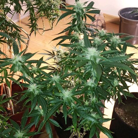 Preta Kush growlog timeline photo