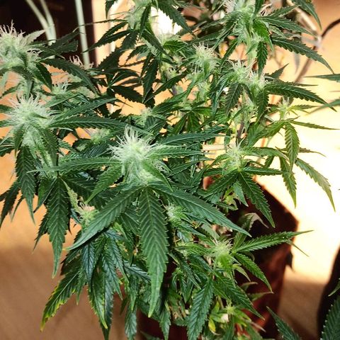 Preta Kush growlog timeline photo