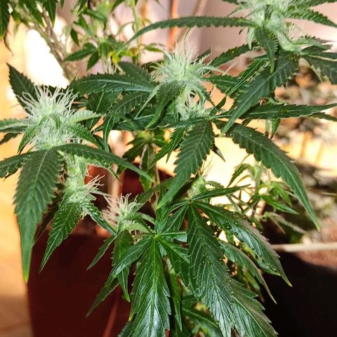 Preta Kush growlog timeline photo