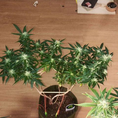 Preta Kush growlog timeline photo
