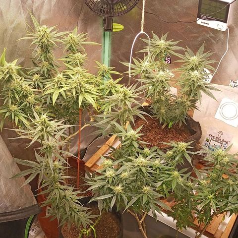 Black Pink Orange growlog timeline photo