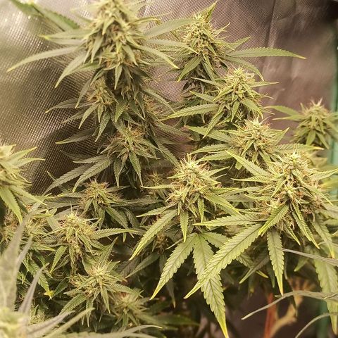 Black Pink Orange growlog timeline photo