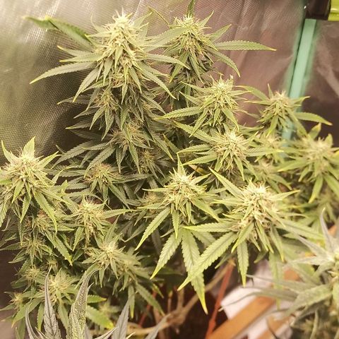 Black Pink Orange growlog timeline photo