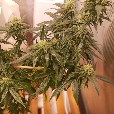Preta Kush growlog timeline photo