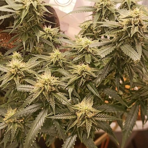 Preta Kush growlog timeline photo