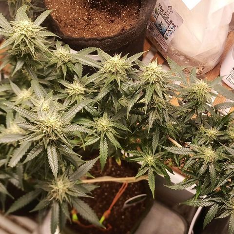 Preta Kush growlog timeline photo
