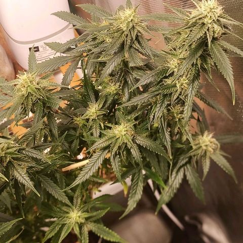 Preta Kush growlog timeline photo