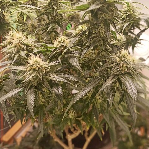 Preta Kush growlog timeline photo