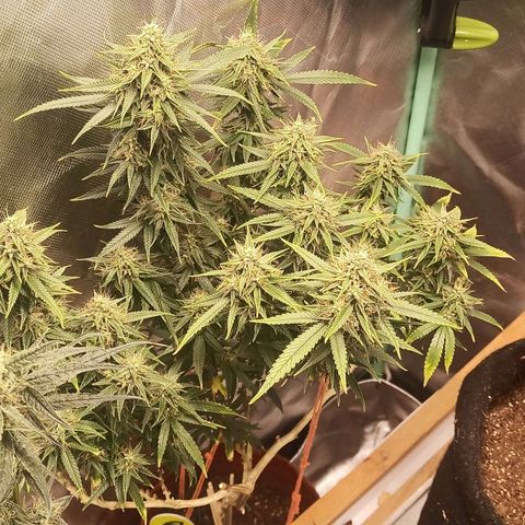 Black Pink Orange growlog timeline photo