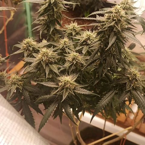 Preta Kush growlog timeline photo