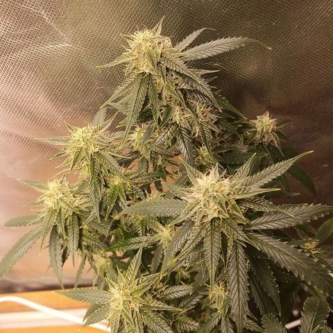 Preta Kush growlog timeline photo