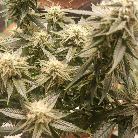 Preta Kush growlog timeline photo
