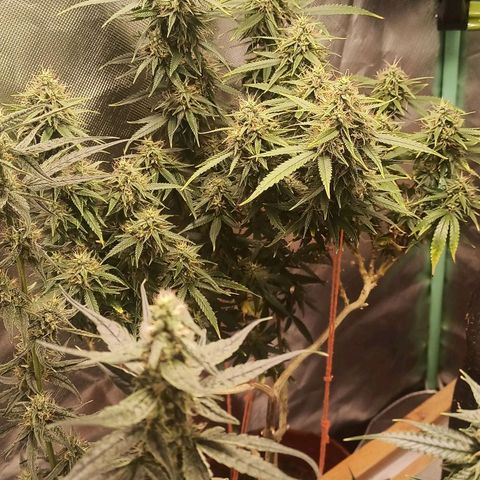 Black Pink Orange growlog timeline photo