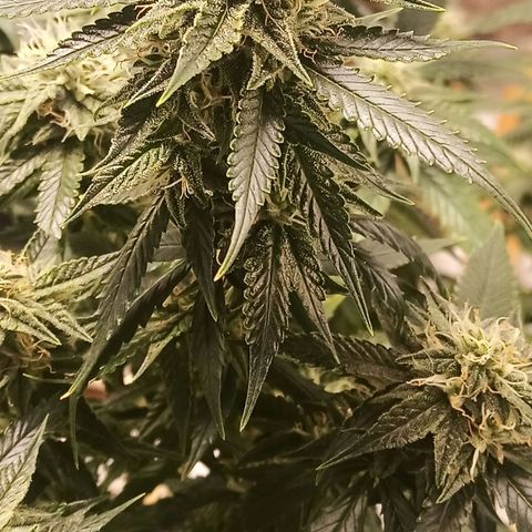 Preta Kush growlog timeline photo