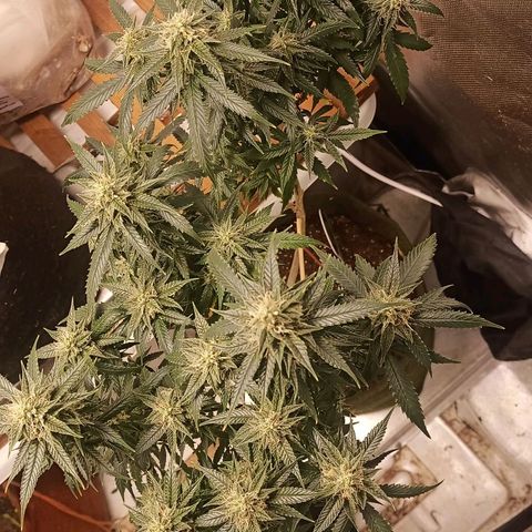 Preta Kush growlog timeline photo