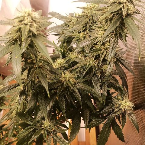Preta Kush growlog timeline photo