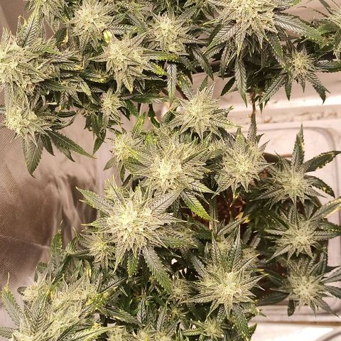 Preta Kush growlog timeline photo