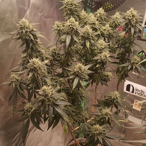 Preta Kush growlog timeline photo