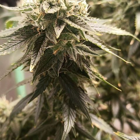 Preta Kush growlog timeline photo