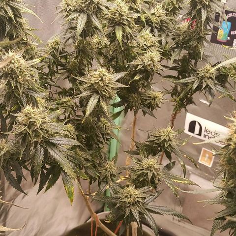Preta Kush growlog timeline photo