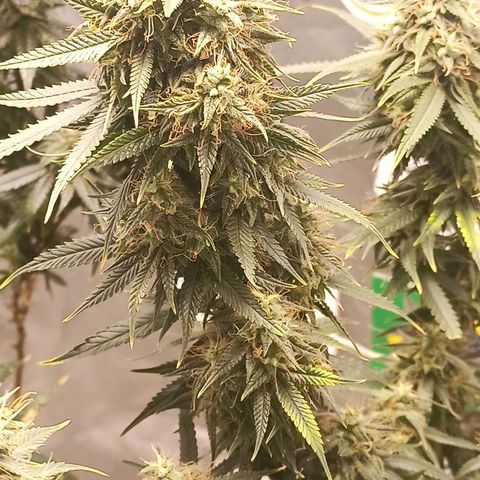 Black Pink Orange growlog timeline photo