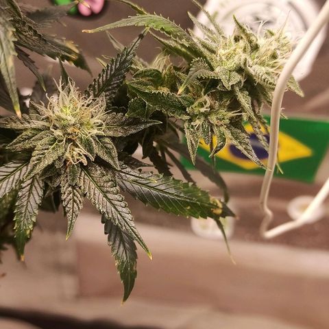 Preta Kush growlog timeline photo
