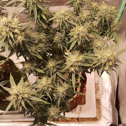 Black Pink Orange growlog timeline photo