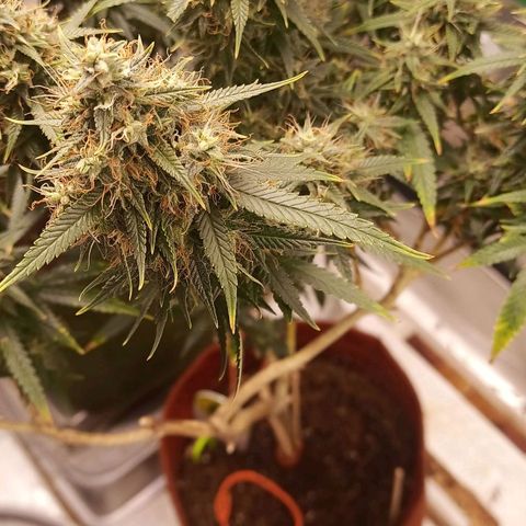 Black Pink Orange growlog timeline photo