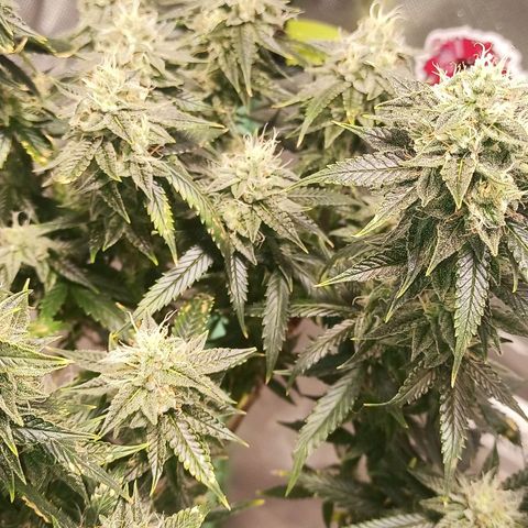 Preta Kush growlog timeline photo