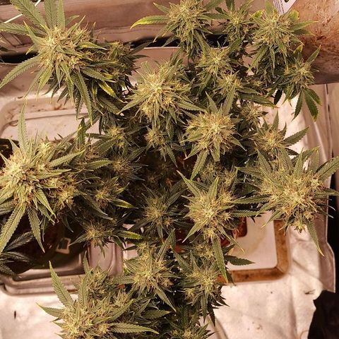 Black Pink Orange growlog timeline photo