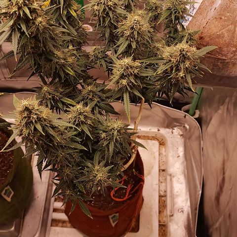 Black Pink Orange growlog timeline photo