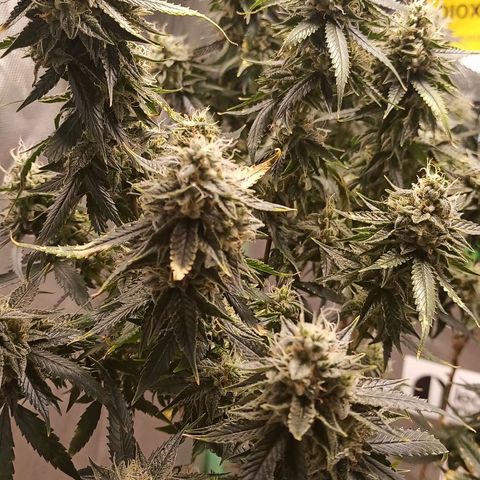 Preta Kush growlog timeline photo