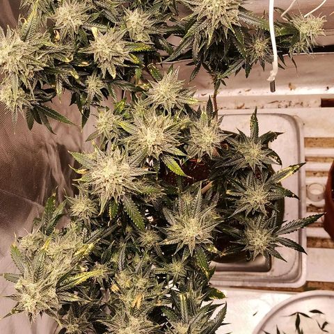 Preta Kush growlog timeline photo