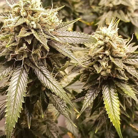 Preta Kush growlog timeline photo