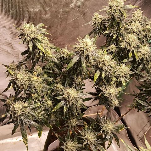 Preta Kush growlog timeline photo