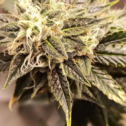 Preta Kush growlog timeline photo
