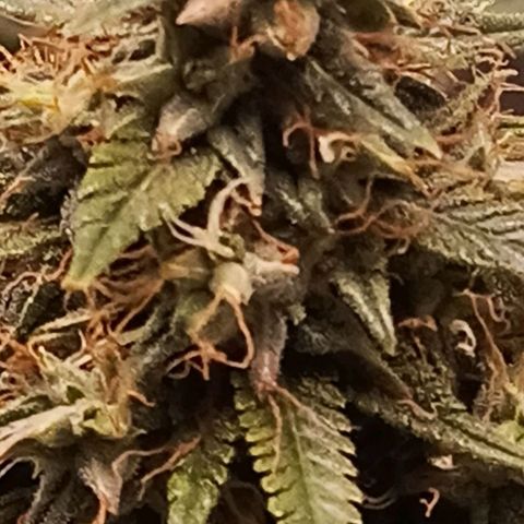Black Pink Orange growlog timeline photo