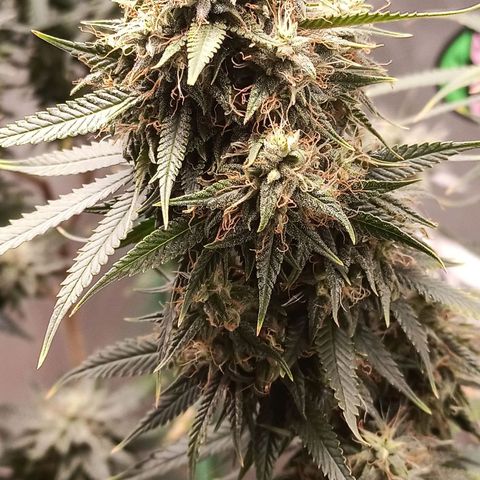 Black Pink Orange growlog timeline photo