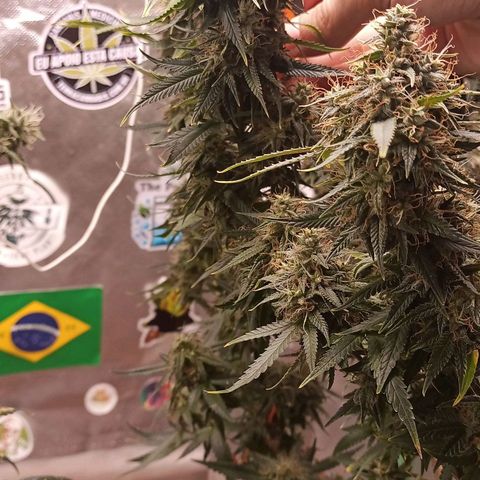 Black Pink Orange growlog timeline photo