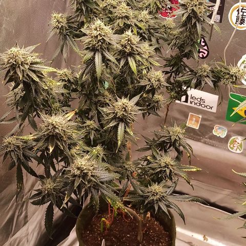 Preta Kush growlog timeline photo