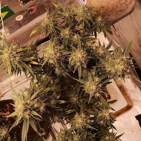 Black Pink Orange growlog timeline photo