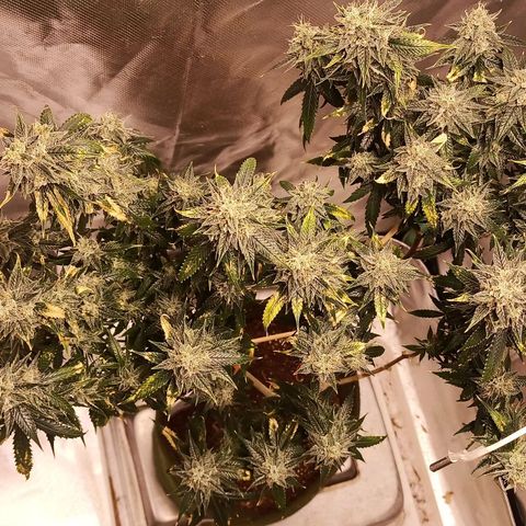 Preta Kush growlog timeline photo