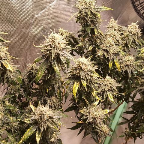 Preta Kush growlog timeline photo